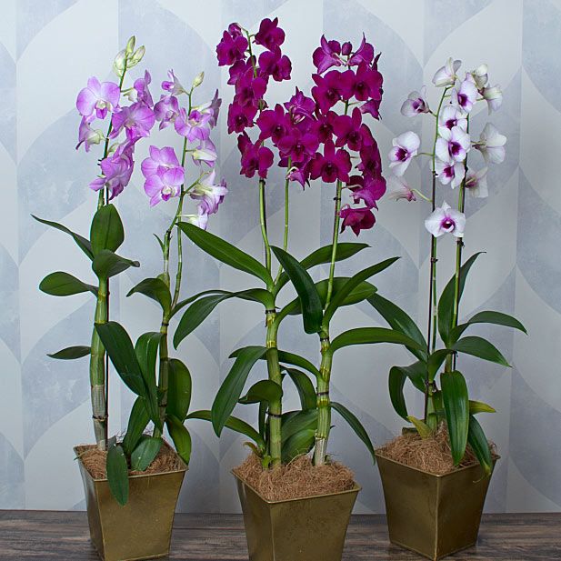 Dendrobium Orchid care