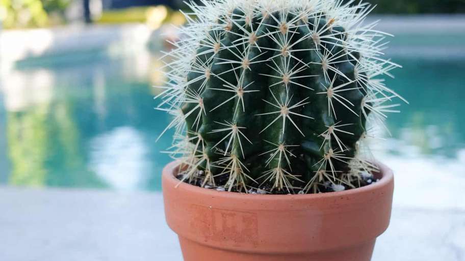 Cactus Care