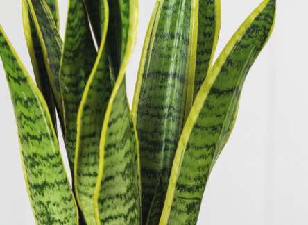 Snake Plant/Mother-in-laws Tongue (Sansevieria) care