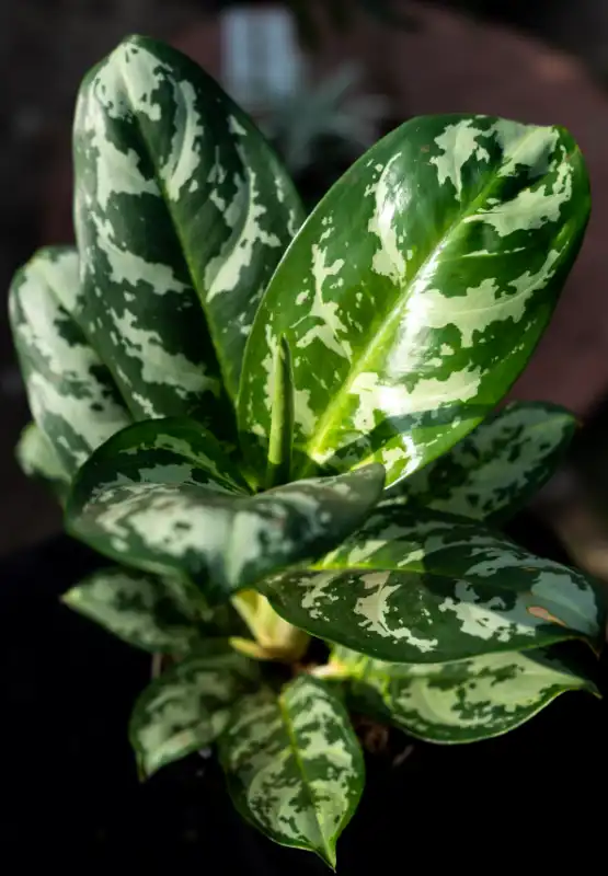 AnyToolz_compressed_DSC09954